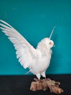 Een prachtige opgezette grote witte duif met gespreide .., Ophalen of Verzenden, Nieuw, Vogel, Opgezet dier