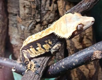 Wimpergekko man black-base  beschikbaar voor biedingen