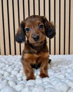 Leuke teckel kruising pups, Parvo, Nederland, 8 tot 15 weken, Dwerg