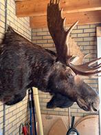 Opgezette Elandkop - Prachtig Exemplaar!, Ophalen of Verzenden