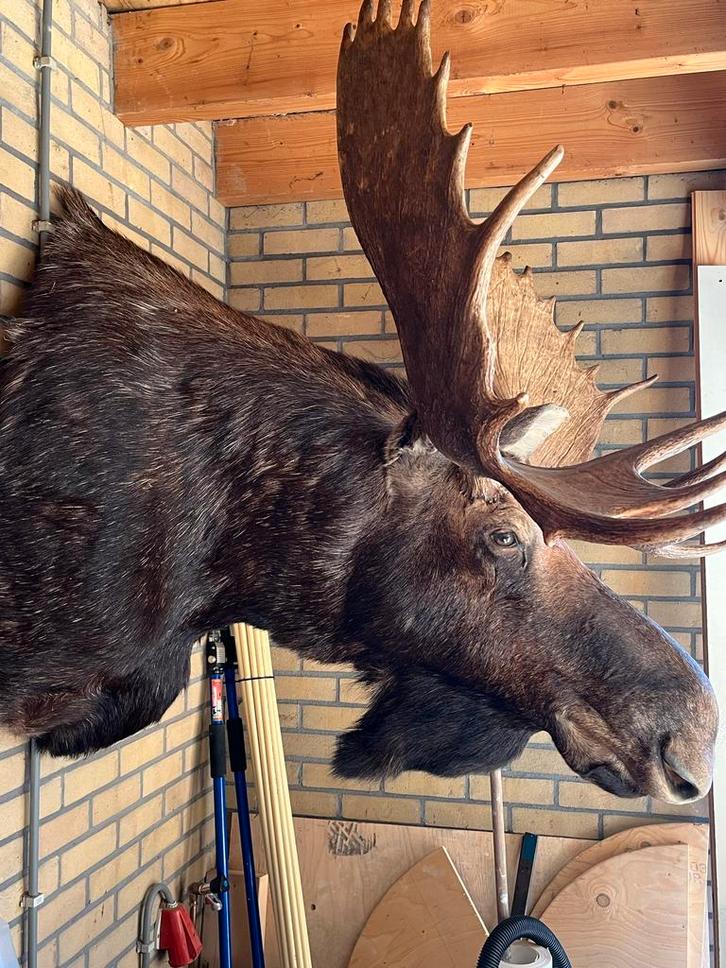 Opgezette Elandkop - Prachtig Exemplaar!, Antiek en Kunst, Kunst | Beelden en Houtsnijwerken, Ophalen of Verzenden