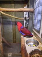 Edelpapegaai en amazones, Dieren en Toebehoren, Meerdere dieren, Papegaai, Geringd