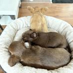 Chihuahua pups, Dieren en Toebehoren, Honden | Chihuahua's en Gezelschapshonden, CDV (hondenziekte), 8 tot 15 weken, Meerdere