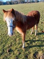 Welsh B jaarling, Merrie, A pony (tot 1.17m), 0 tot 2 jaar