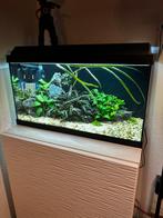 Juwel 60cm aquarium, Dieren en Toebehoren, Vissen | Aquaria en Toebehoren, Ophalen, Zo goed als nieuw, Gevuld zoetwateraquarium