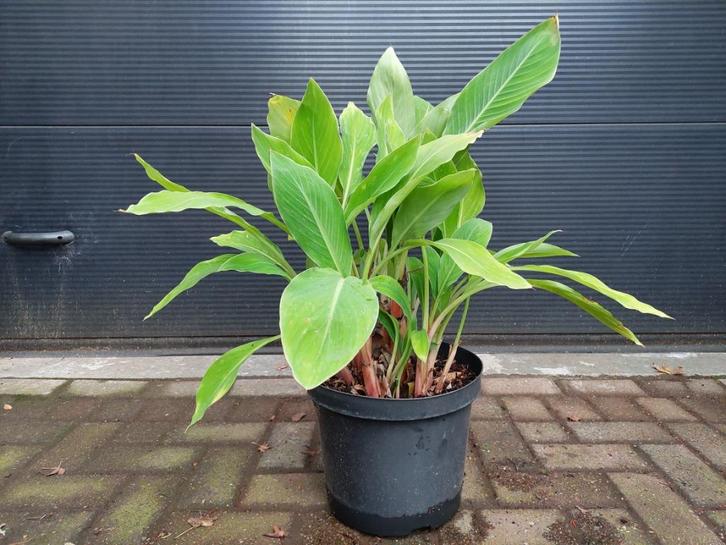 Ensete Glaucum - Sneeuwbanaan H: 75 cm., Tuin en Terras, Planten | Tuinplanten, Vaste plant, Overige soorten, Halfschaduw, Bloeit niet