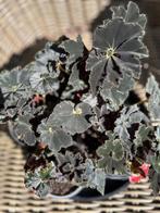 Begonia Dark Mambo, In pot, Minder dan 100 cm, Bloeiende kamerplant, Halfschaduw