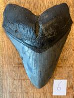 Megalodon tand 13 cm, Ophalen of Verzenden, Fossiel