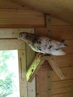 Gratis / vermist, Dieren en Toebehoren, Vogels | Duiven, Meerdere dieren, Tuimelaar of Roller