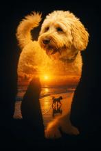 DEKREU GoldenIrischdoodle (EMBARK  GETEST), Rabiës (hondsdolheid), Reu, 1 tot 2 jaar, Eén hond