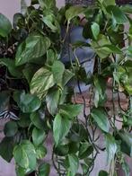 philodendron scandens brasil stekje, Huis en Inrichting, Ophalen, Overige soorten, Halfschaduw, Minder dan 100 cm