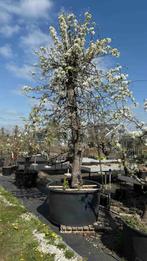 Unieke 50 jarige Saint-Remy (stoof)perenbomen in Zuid-Hollan, Lente, Volle zon, Ophalen of Verzenden, 250 tot 400 cm