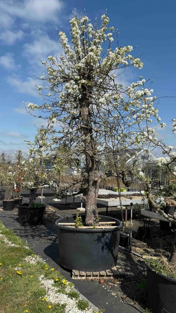 Unieke 50 jarige Saint-Remy (stoof)perenbomen in Zuid-Hollan, Tuin en Terras, Planten | Fruitbomen, Perenboom, 250 tot 400 cm