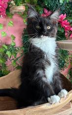 Maincoon katertje met stamboom, Meerdere dieren, Gechipt, 0 tot 2 jaar