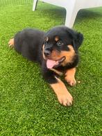 Rottweiler pup reu, Rabiës (hondsdolheid), Reu, 8 tot 15 weken, Eén hond