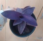 🌟 Stekjes ruilen? Plant or cutting exchange🪴, Huis en Inrichting, Kamerplanten, Ophalen of Verzenden, Overige soorten, Minder dan 100 cm