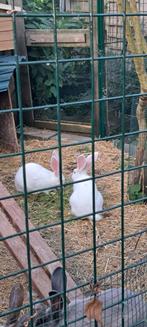 Vlaams-Duitse reusjes, Dieren en Toebehoren, Konijnen, Meerdere dieren, Groot