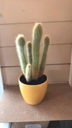 cactus, Ophalen, Minder dan 100 cm, Volle zon, In pot