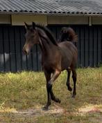 Expressieve merrie veulen van Blue Horse Zackerey, Dieren en Toebehoren, Paarden, Merrie, 0 tot 2 jaar