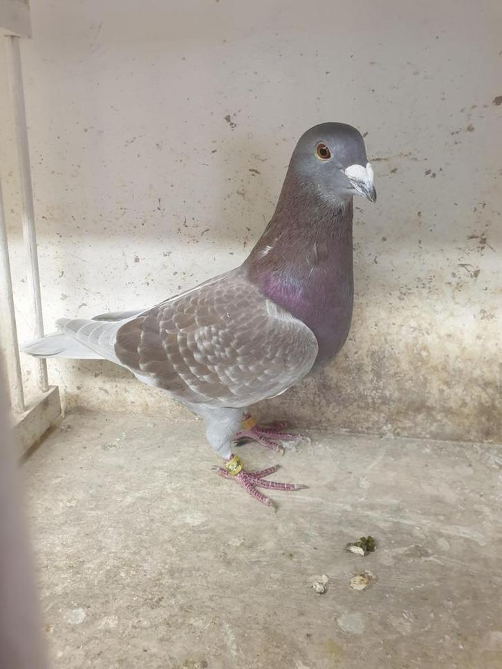 postduiven * prachtige roodkras * doffer NL 2024 !, Dieren en Toebehoren, Vogels | Duiven, Postduif, Mannelijk