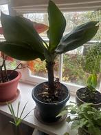 Banaan plant jungle gezond, Huis en Inrichting, Ophalen, Overige soorten, In pot, Minder dan 100 cm
