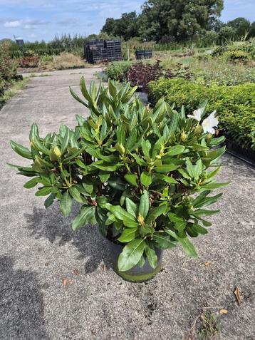 Rhodondendron met witte bloemen - Cunningham's White beschikbaar voor biedingen