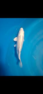 Platinum ogon koi karper