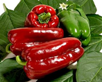 Paprika Atlant beschikbaar voor biedingen