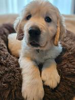 Golden Retriver pups, 8 tot 15 weken, Meerdere, Meerdere dieren, Parvo
