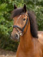 Lieve en betrouwbare allround pony, Dieren en Toebehoren, B, Dressuurpony, 3 tot 6 jaar, D pony (1.37m tot 1.48m)