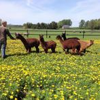 alpaca wol te koop (alpacawol), Hobby en Vrije tijd, Nieuw, Overige typen, Ophalen