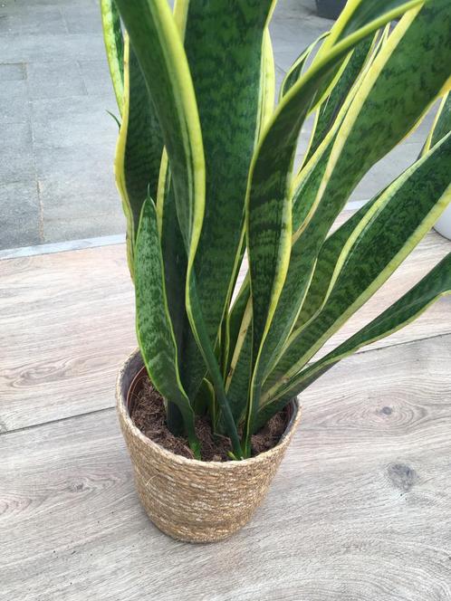 Sanseveria (Vrouwentong), Huis en Inrichting, Kamerplanten, Overige soorten, Minder dan 100 cm, Groene kamerplant, Volledige schaduw