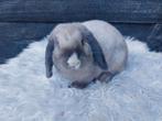 Knappe minilop ram, Dieren en Toebehoren, Konijnen, Mannelijk, Klein, Hangoor, 0 tot 2 jaar