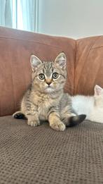 Britse korthaar tijger mannetje  en witte miesje, Dieren en Toebehoren, Katten en Kittens | Raskatten | Korthaar, Kater