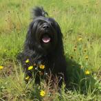 Gezocht vriendelijke hondenoppas in Woensdrecht NB, Particuliere oppas