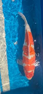 Matsue kohaku 70cm, Dieren en Toebehoren, Vissen | Vijvervissen, Karper of Koi