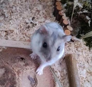 Knaagdieren oppas beschikbaar voor biedingen