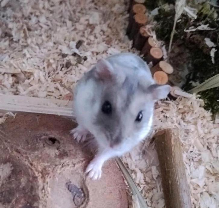 Knaagdieren oppas, Dieren en Toebehoren, Knaagdieren en Konijnen | Toebehoren, Zo goed als nieuw, Ophalen of Verzenden