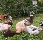 Eendenkuikens, Dieren en Toebehoren, Pluimvee, Geslacht onbekend, Eend