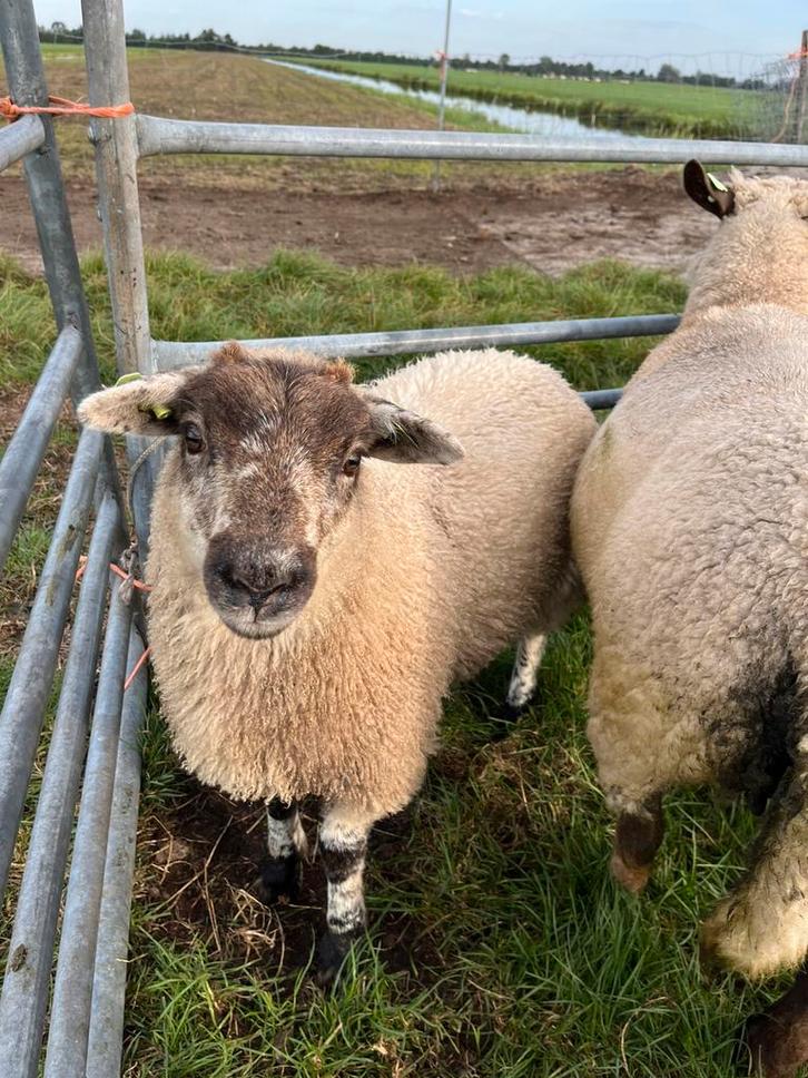 Mooie ooien | Herdwick | jonge dieren, Dieren en Toebehoren, Schapen, Geiten en Varkens, Schaap, Vrouwelijk
