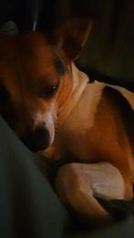 Oppas hond boerenfox teef gevraagd hondenoppas, Dieren en Toebehoren, Maart, Vrouwelijk