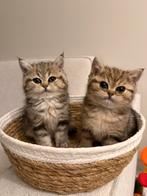 Britse korthaar kittens! Golden Tabby, Dieren en Toebehoren, Katten en Kittens | Raskatten | Korthaar, Meerdere dieren, Ontwormd