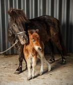 Super lieve Kinderpony  Shetlander merrie en hengst veulen, Dieren en Toebehoren, Pony's, Merrie, Zadelmak, A pony (tot 1.17m)