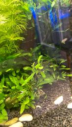 Baby javafern/javavaren plantjes zoetwater aquarium, Dieren en Toebehoren, Vis