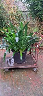 Clivia , Kamerplant., Ophalen, Overige soorten, Halfschaduw, Minder dan 100 cm