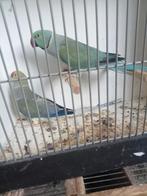 Koppel prachtige halsbanden, Dieren en Toebehoren, Meerdere dieren, Parkiet