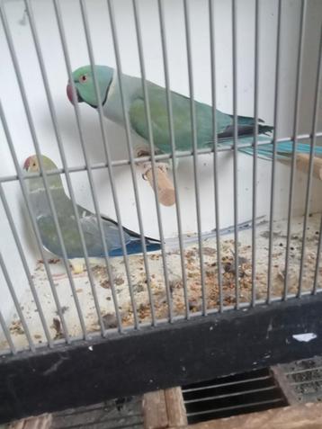 Koppel prachtige halsbanden  beschikbaar voor biedingen