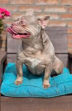 💗 Super mooie franse bulldog teef isabella tan kleur 💗, Particulier, Rabiës (hondsdolheid), 1 tot 2 jaar, Buitenland