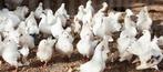 Gevraagd witte pauwstaartjes, Dieren en Toebehoren, Vogels | Overige Vogels, Tropenvogel