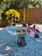 Oxalis in glas, Bloeiende kamerplant, Ophalen, Overige soorten, Minder dan 100 cm
